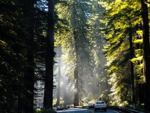 Parc national de Redwood en Californie